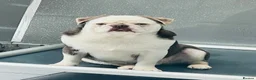 Pug dogs for sale: Kc Lilac tan panda male  - Advert 7