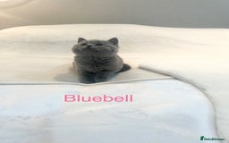 British Shorthair cats for sale: GCCF Registered British Shorthair Girl - Image 6