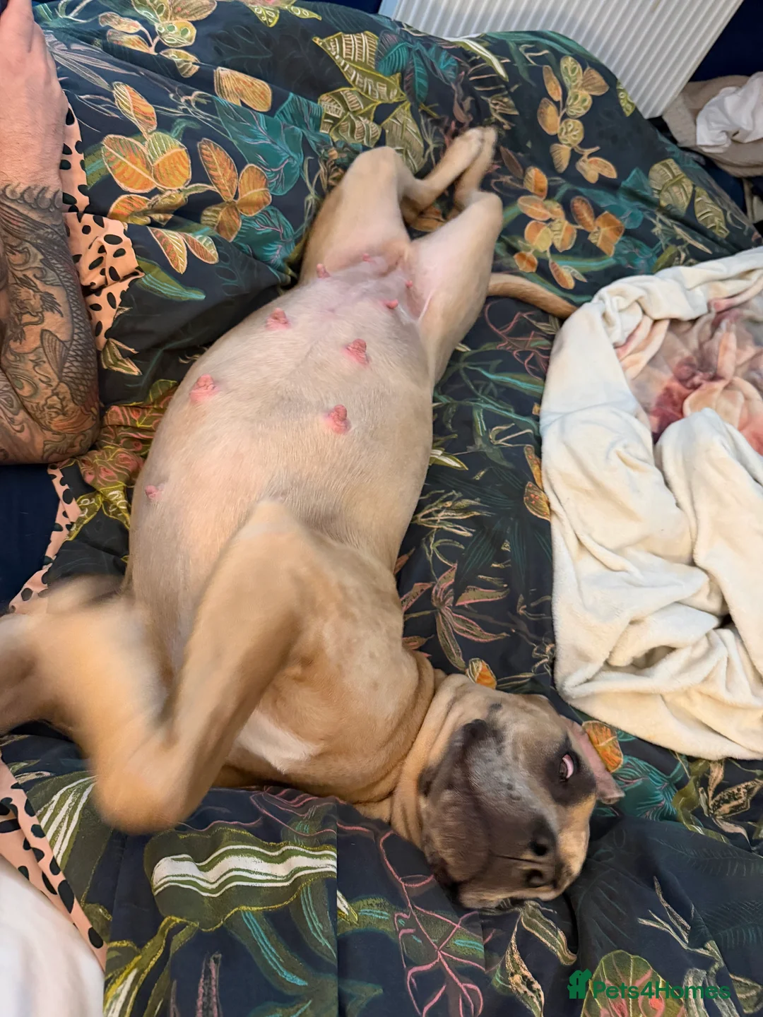 Cane Corso dogs for sale: Nearly ready * Beautiful chunky Cane Corso litter* - Advert 8