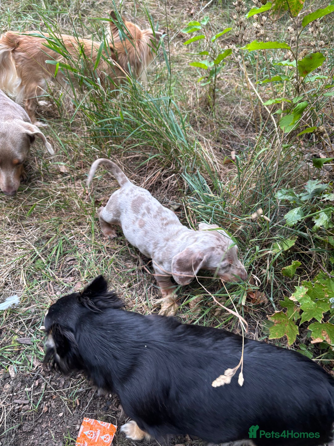 Miniature Dachshund dogs for sale: Miniature dachshund ready now.  - Image 8