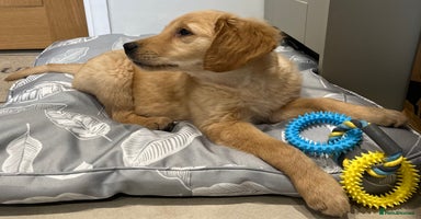 Golden Retriever dogs - Advert 10
