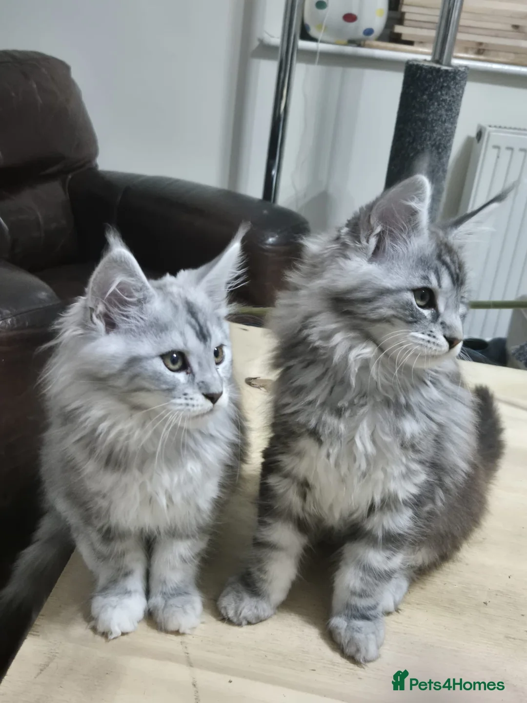 Maine Coon cats for sale: Maine coon kittens  - Advert 1