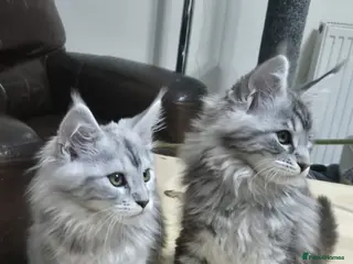 Maine Coon cats Maine coon kittens - Advert 1