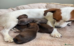 Jack Russell dogs for sale: 2x Jack Russell puppies  - Image 5