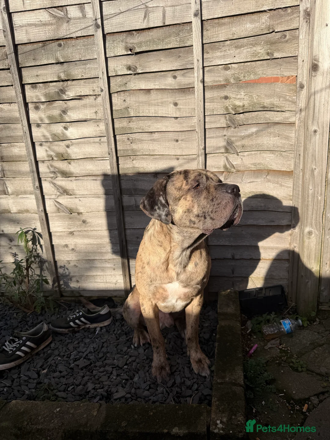 Gallery Image {{count}}