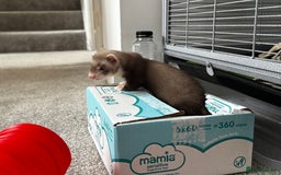 Ferret rodents for sale: Two ferrets boy and girl - Image 1