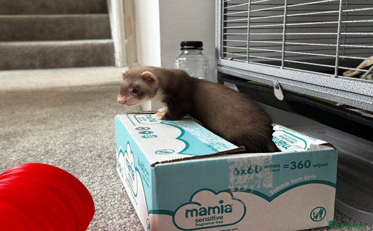 Ferret rodents - Advert 1