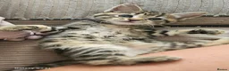 Mixed Breed cats for sale: Beautiful female cat looking for a home. - Advert 4