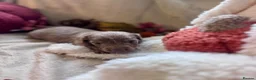Miniature Dachshund dogs for sale: Beautiful Miniature Dachshund Puppies  - Advert 6