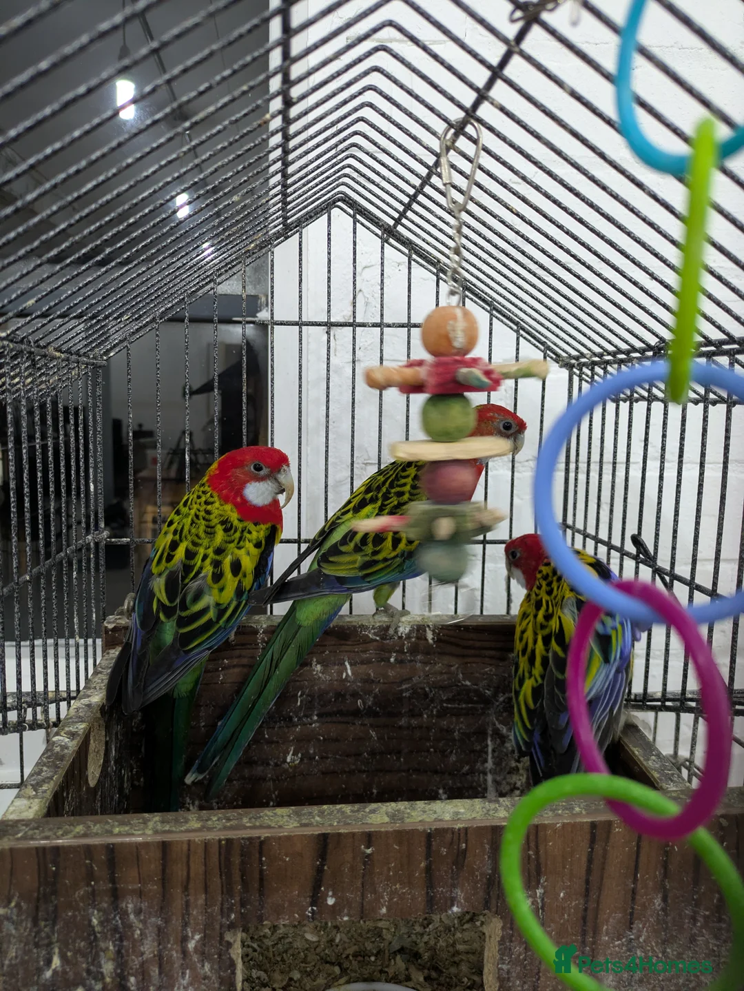 Parakeets birds for sale: 3 nice and friendly healthy Eastern Rosellas  - Advert 2