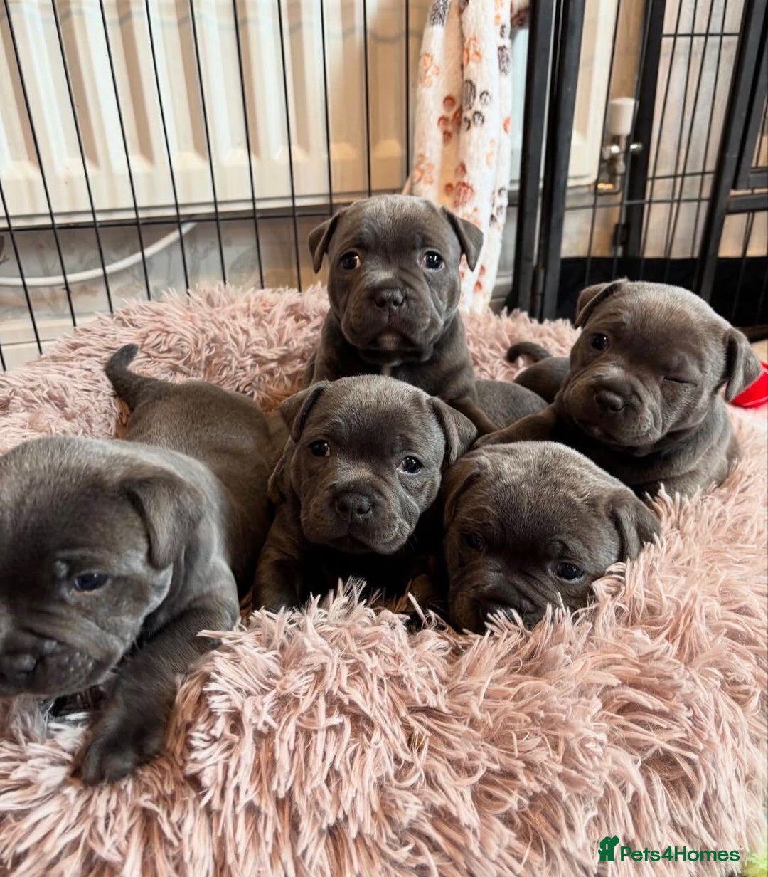 Staffordshire Bull Terrier dogs for sale: KC blue Staffordshire bull terrier puppies  - Advert 11