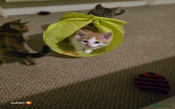 Mixed Breed cats for sale: Cute kittens ready for their new home - Advert 3