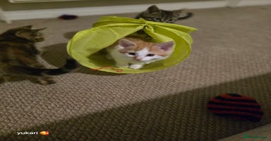 Mixed Breed cats Cute kittens ready for their new home - Advert 2