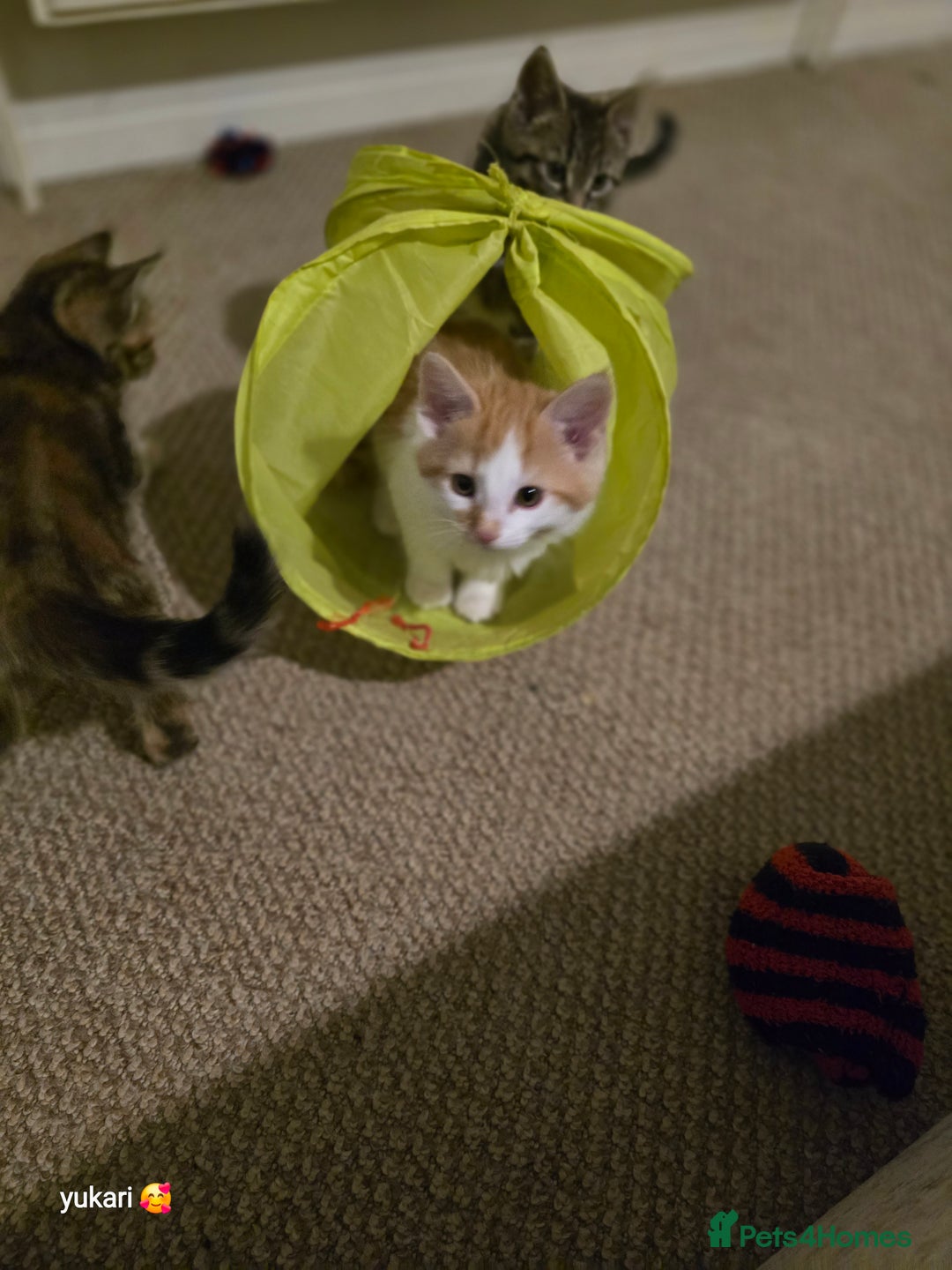 Mixed Breed cats for sale: Cute kittens ready for their new home - Advert 3