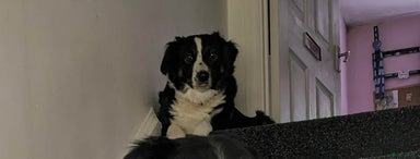 Border Collie dogs Stunning little litter of border collies - Advert 7