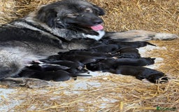 Caucasian Shepherd Dog dogs for sale:  ⭐️Caucasian shepherds⭐️puppies #bears big boned   - Image 1