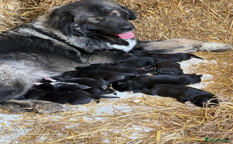 Caucasian Shepherd Dog dogs - Advert 1