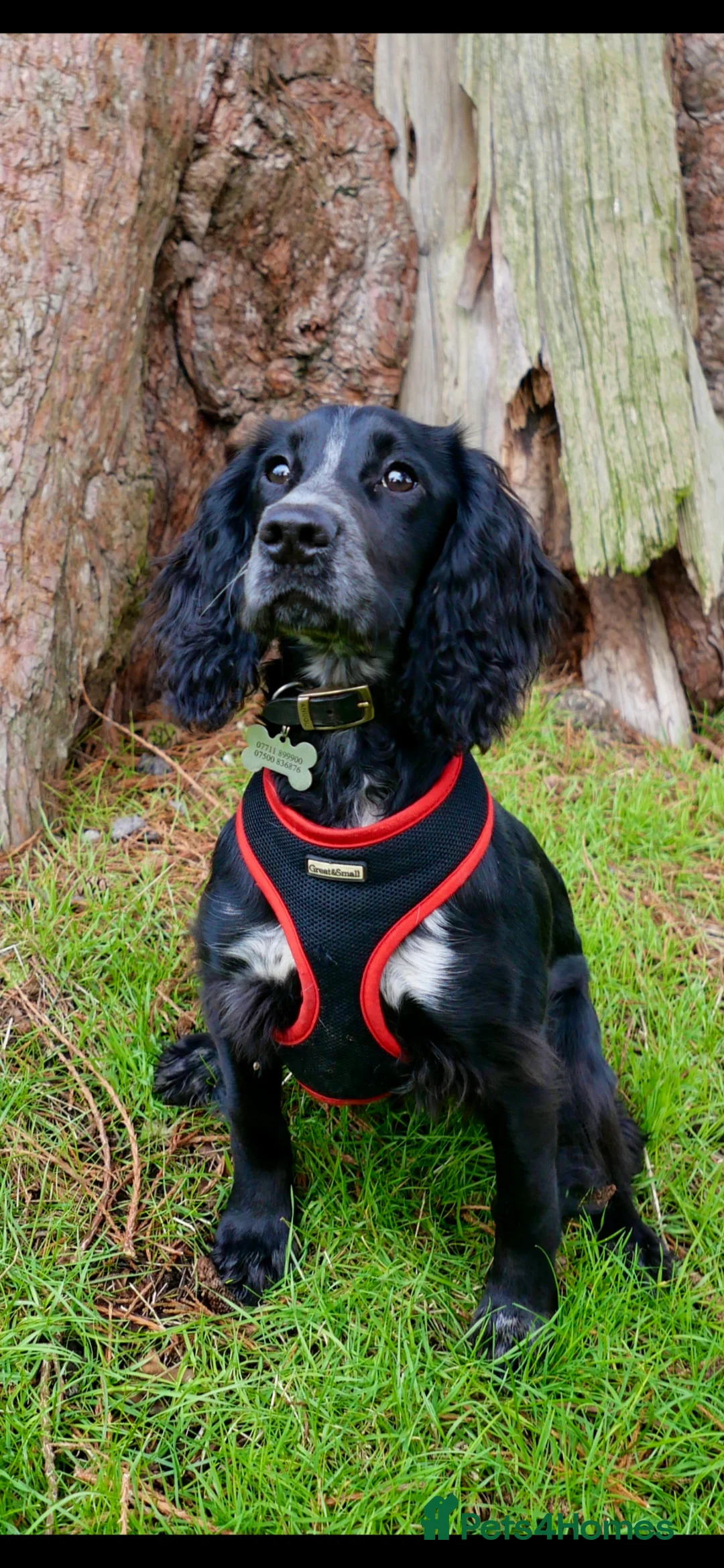 Cocker Spaniel dogs for sale: 4 and a half year old cocker spaniel for sale in Milton Keynes - Advert 4