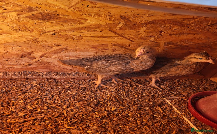 Chickens poultry - Advert 14