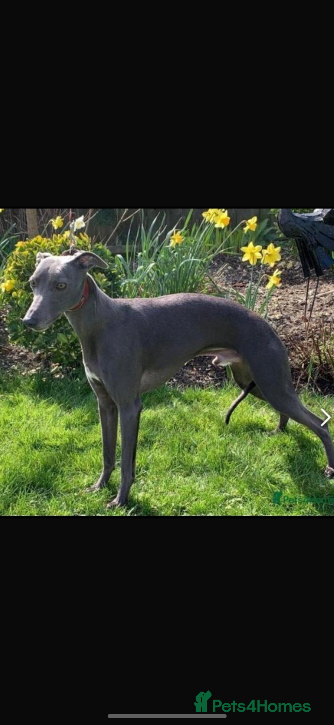 Whippet dogs for sale: Stunning KC registered whippet puppy’s  - Advert 15