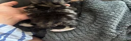 Mixed Breed cats for sale: Please read - Advert 3