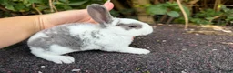 Rex rabbits for sale: 3 x stunning mini rex babies for reserve  - Advert 7