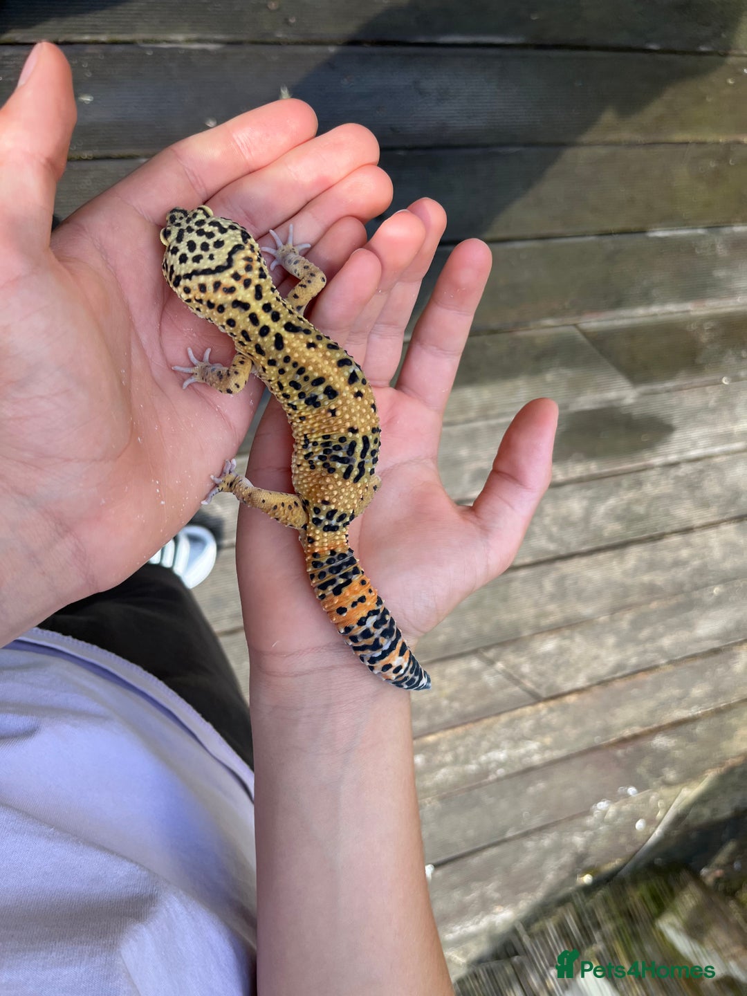 Leopard Gecko reptiles for sale: Leo the Leopard Gecko. Black Night/Mack Snow - Image 17