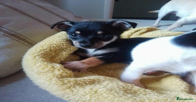 Jack Russell dogs - Advert 6