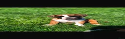 Boxer dogs for sale: Boxer pups  - Advert 4