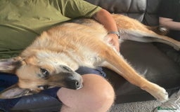 Mixed Breed dogs for adoption: ❤️🐶 LEIA- amazing 5 year-old GSD girl❤️🐶  - Image 15