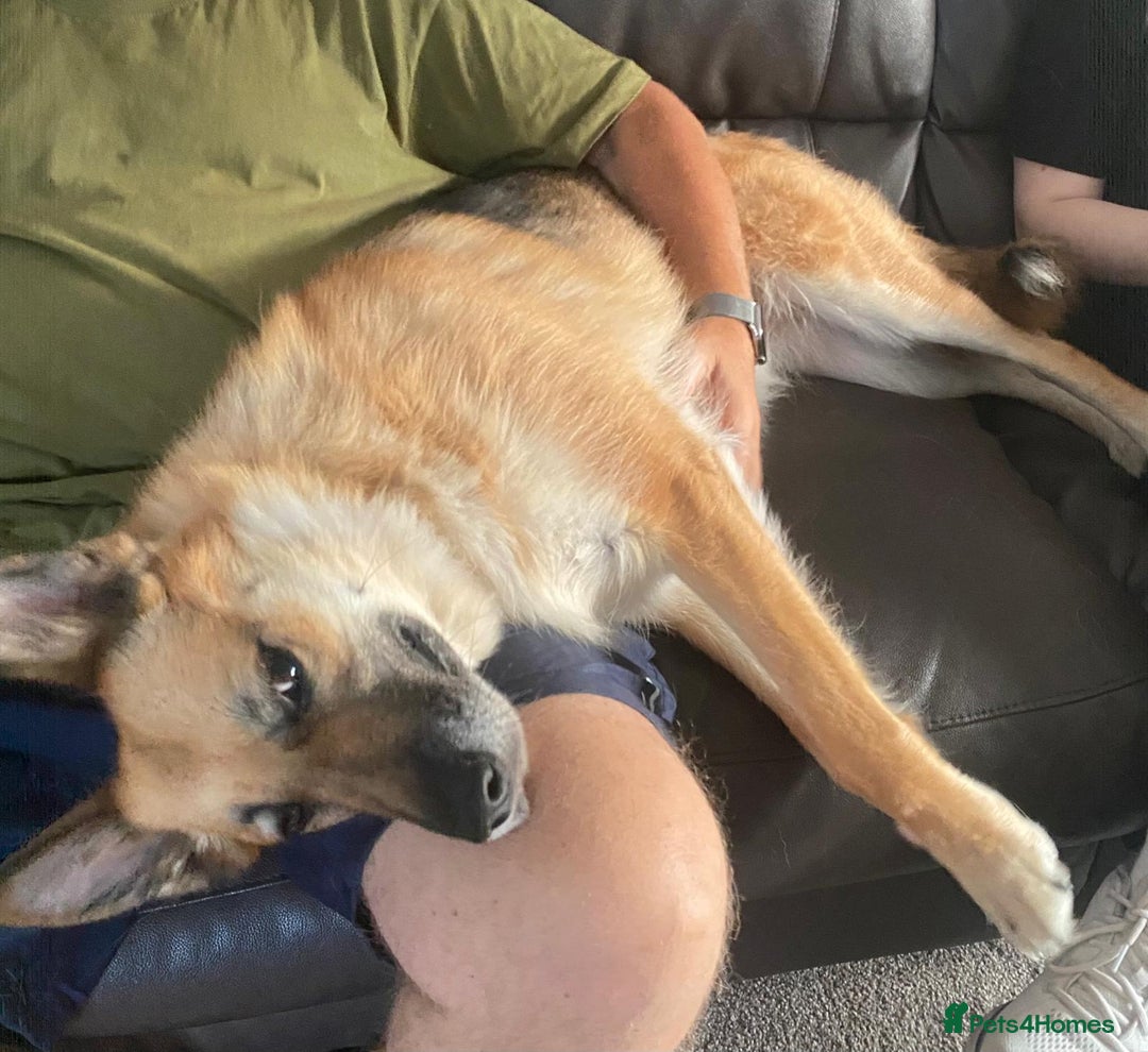 Mixed Breed dogs for adoption: ❤️🐶 LEIA- amazing 5 year-old GSD girl❤️🐶  - Image 15