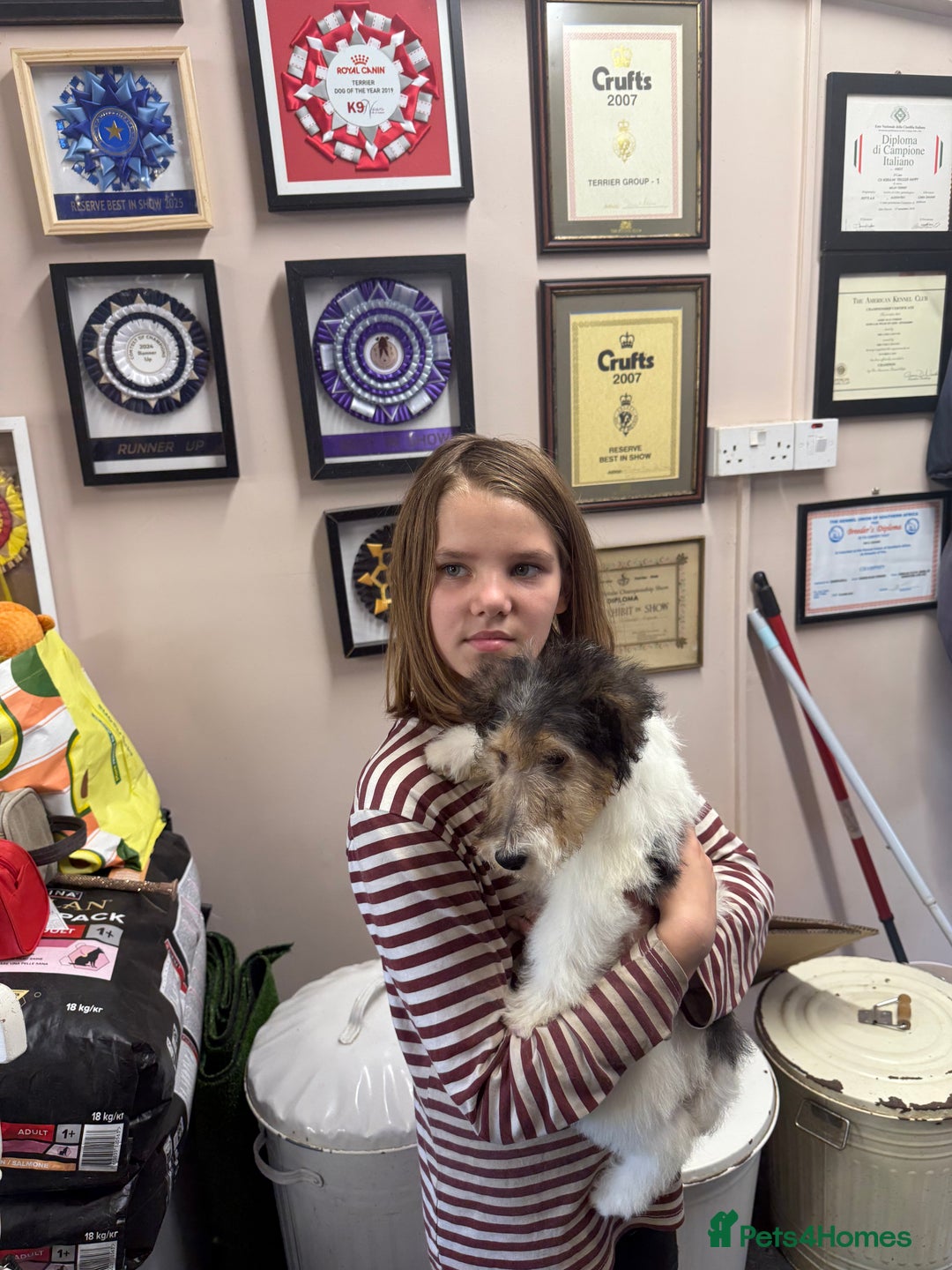 Fox Terrier dogs for sale: Wire Fox Terrier Puppies - Image 4