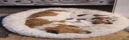 Jack Russell dogs for sale: Pedigree Jack Russell Terrier  in Filey - Advert 10