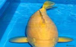 Koi Carp fish for sale: VHQ Karashigoi Female available for Sale  - Image 3