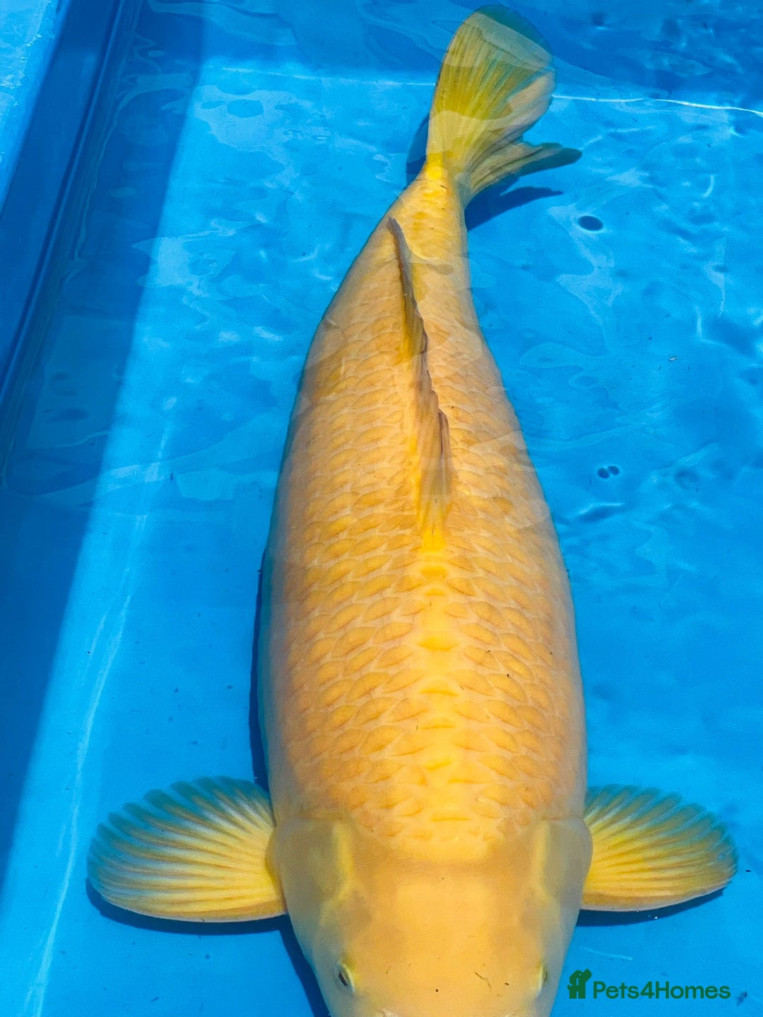 Koi Carp fish for sale: VHQ Karashigoi Female available for Sale  - Image 3