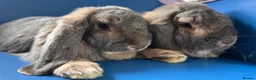 French Lop rabbits for sale: 2 bonded French lops  - Advert 2