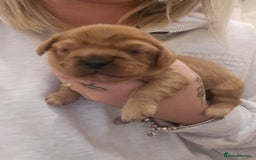 Cavalier King Charles Spaniel dogs for sale: Cavalier king charles spaniel pups - Image 3