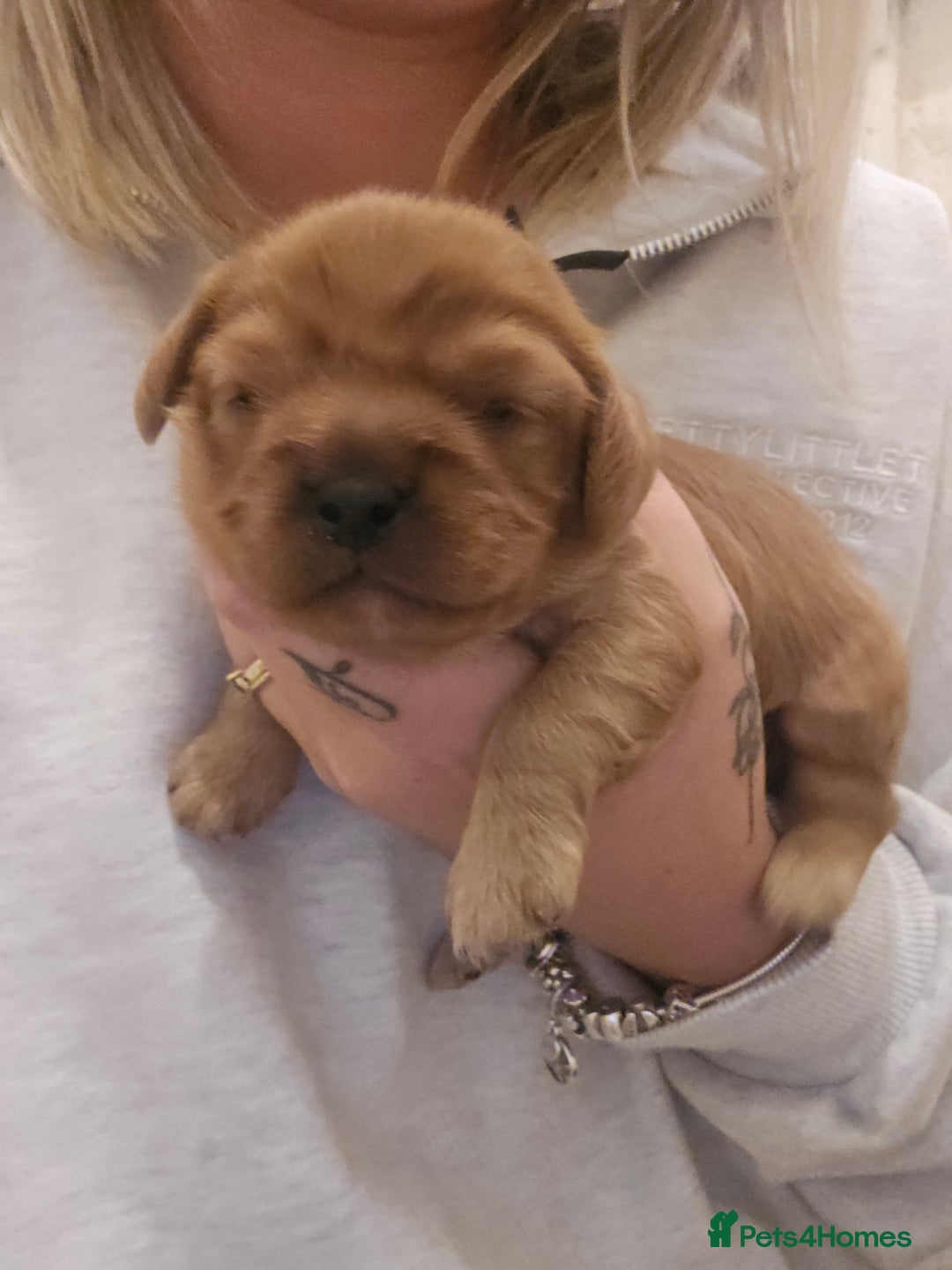 Cavalier King Charles Spaniel dogs for sale: Cavalier king charles spaniel pups - Image 3