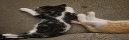 Mixed Breed cats for sale: Stunning bi-colour kittens in Ipswich - Advert 9