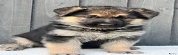 German Shepherd dogs for sale: STUNNING GERMAN SHEPHERD PUPPIES !!!!!!!! in Ilford - Advert 5