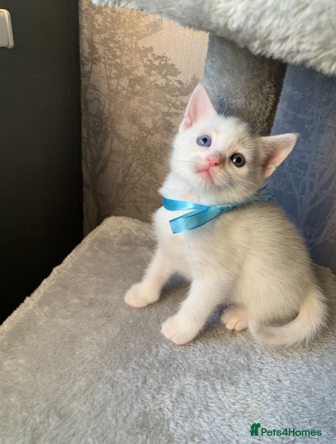 Mixed Breed cats for sale: Beautiful Mixed Angora Kittens - Advert 3