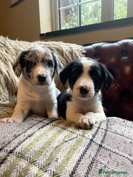 Sprollie dogs ⚡️Stunning Sprollie Puppies⚡️ - Advert 2