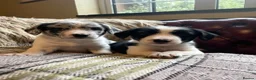 Sprollie dogs for sale: ⚡️Stunning Sprollie Puppies⚡️ - Advert 1
