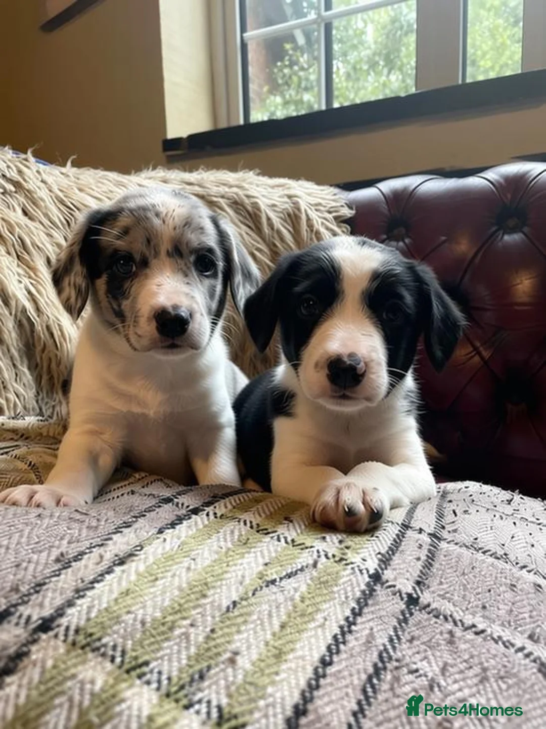 Sprollie dogs for sale: ⚡️Stunning Sprollie Puppies⚡️ - Advert 1