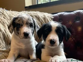 Sprollie dogs ⚡️Stunning Sprollie Puppies⚡️ - Advert 2