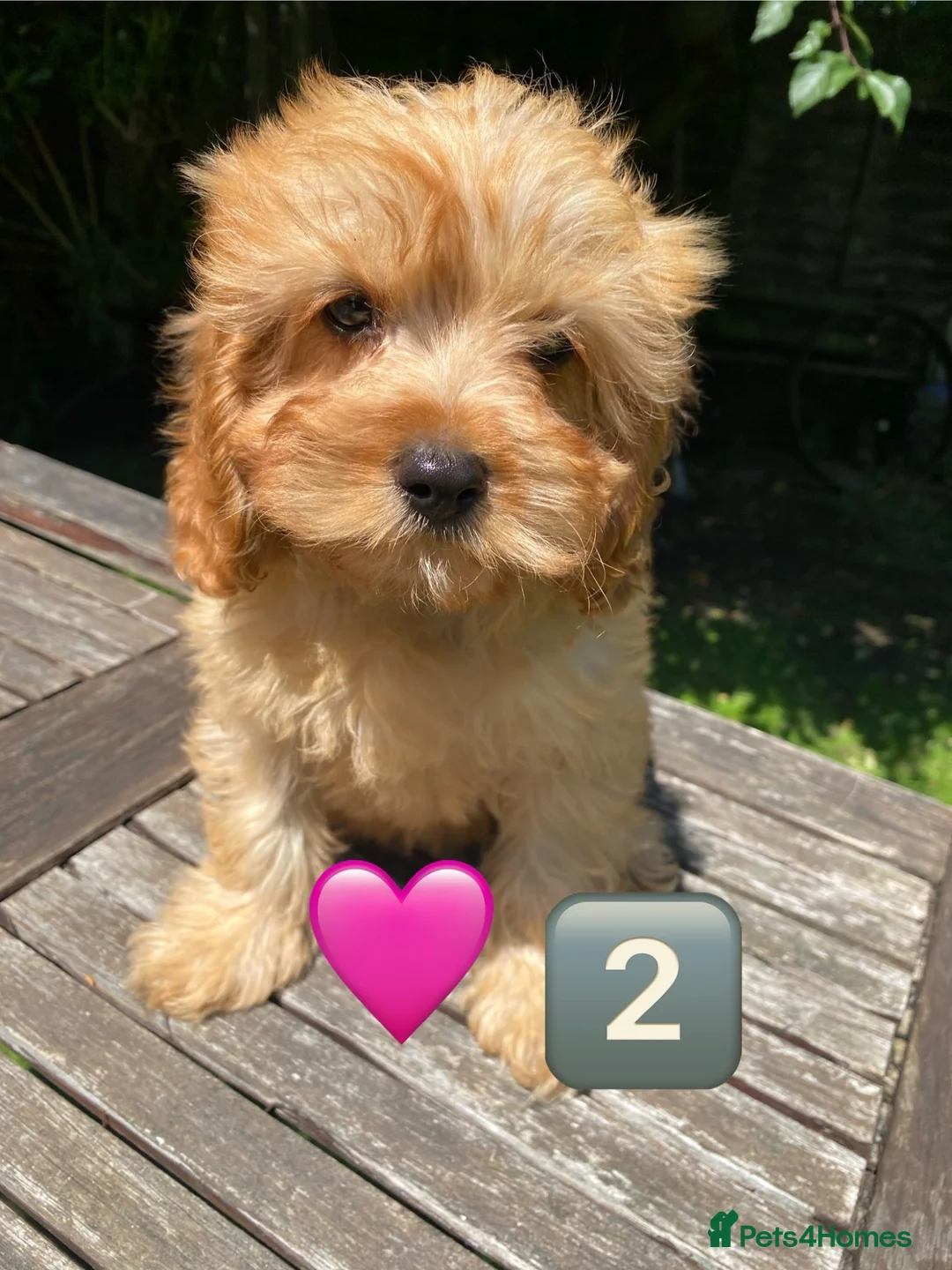 Cavapoo dogs for sale: F1 Cavapoo girl,Ready now. - Advert 2