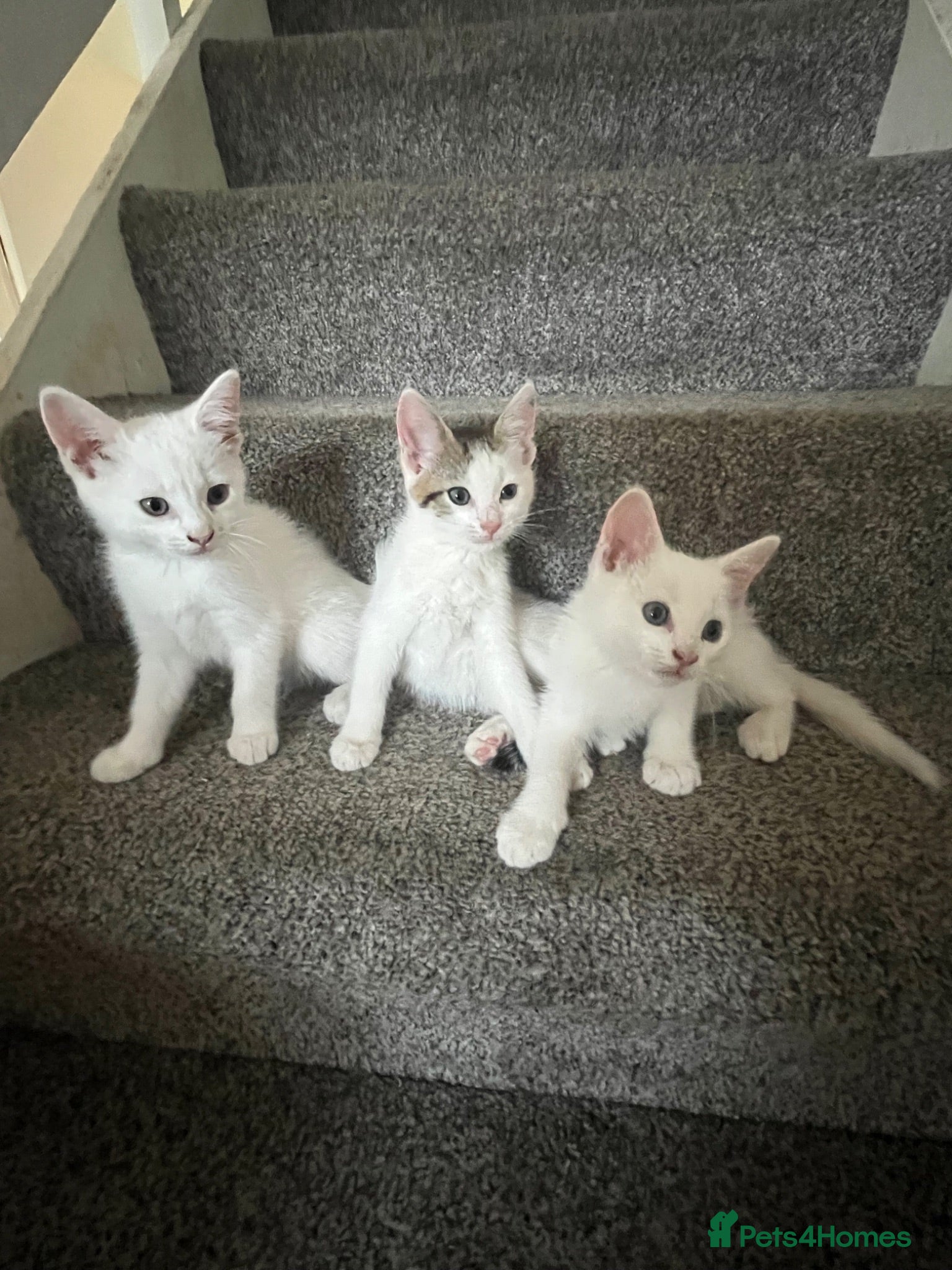 Mixed Breed cats Half Ragdoll and tabby kittens available - Advert 14