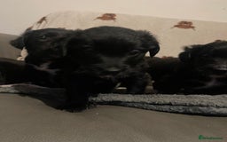 Mixed Breed dogs for sale: 🌟 Collie x Golden Retriever Puppies 🌟 - Image 6
