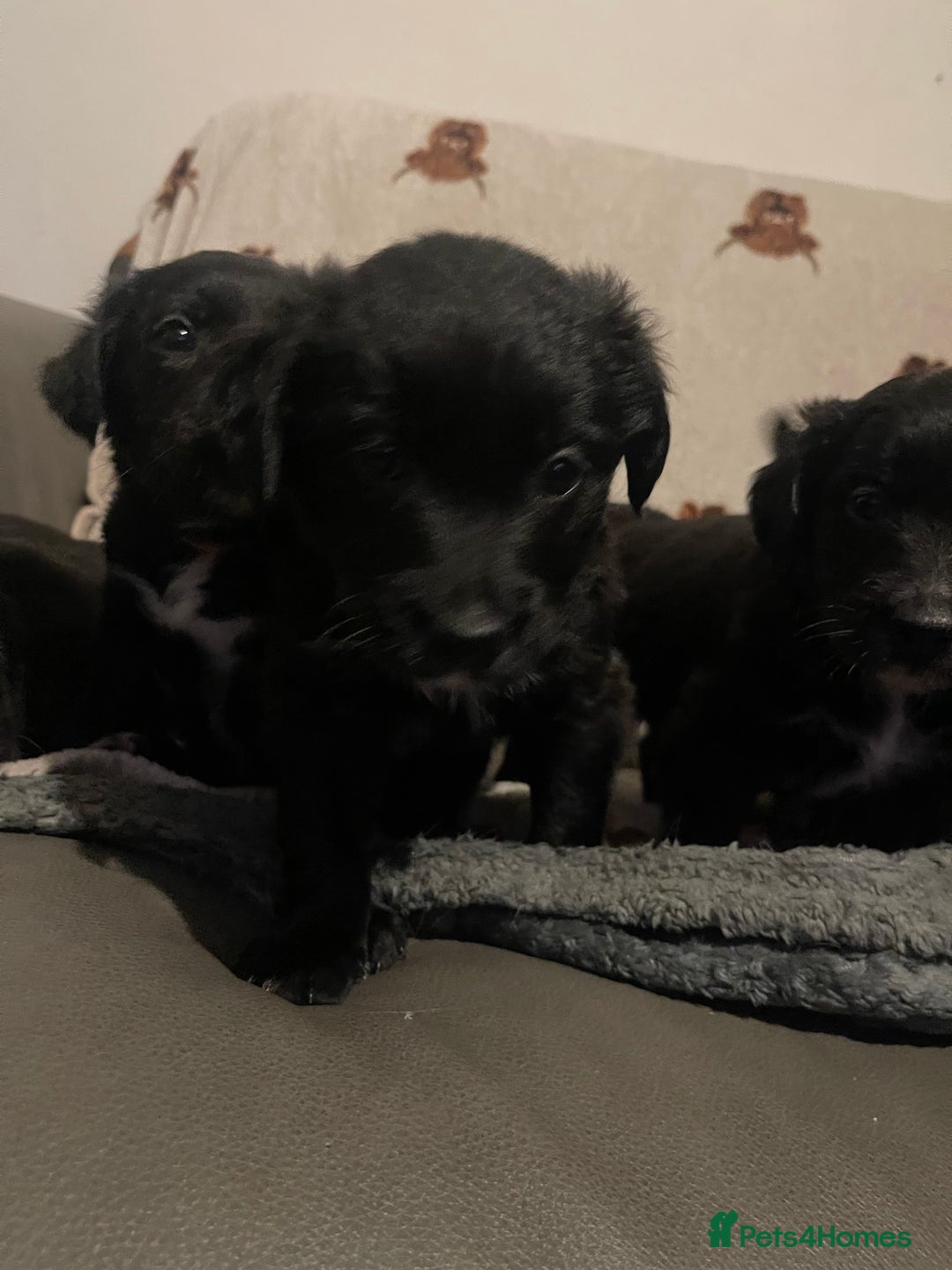 Mixed Breed dogs for sale: 🌟 Collie x Golden Retriever Puppies 🌟 - Image 6