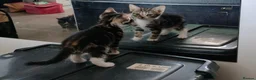 Mixed Breed cats for sale: 5 Beautiful kittens £100 each - Advert 9